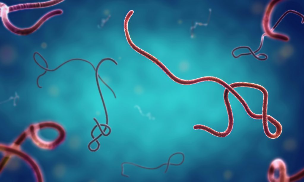 ebola